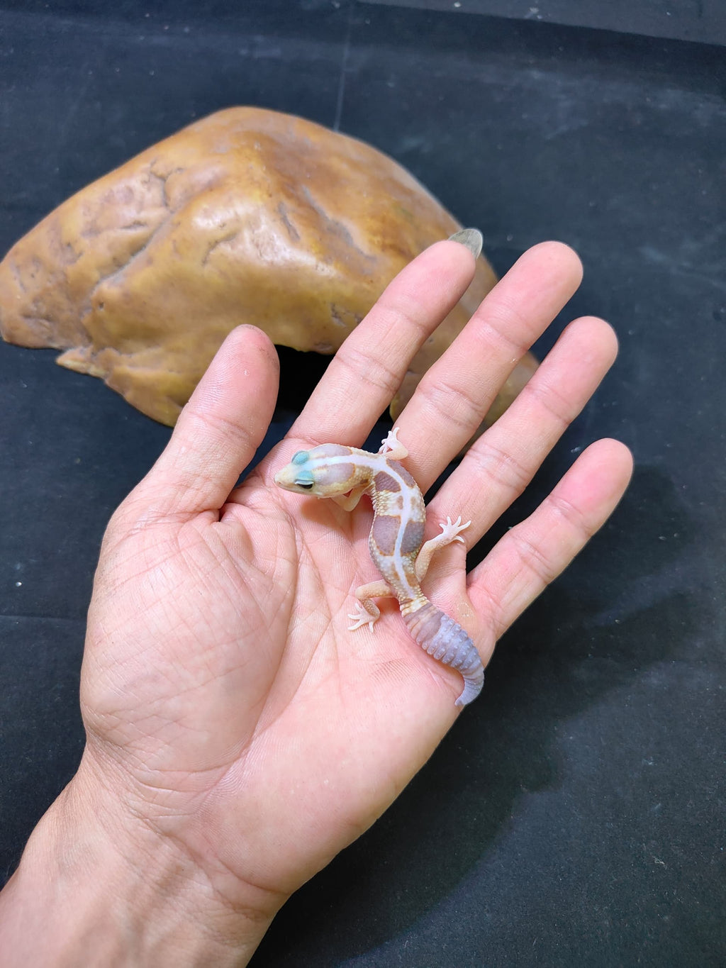 African Fat-Tailed Gecko