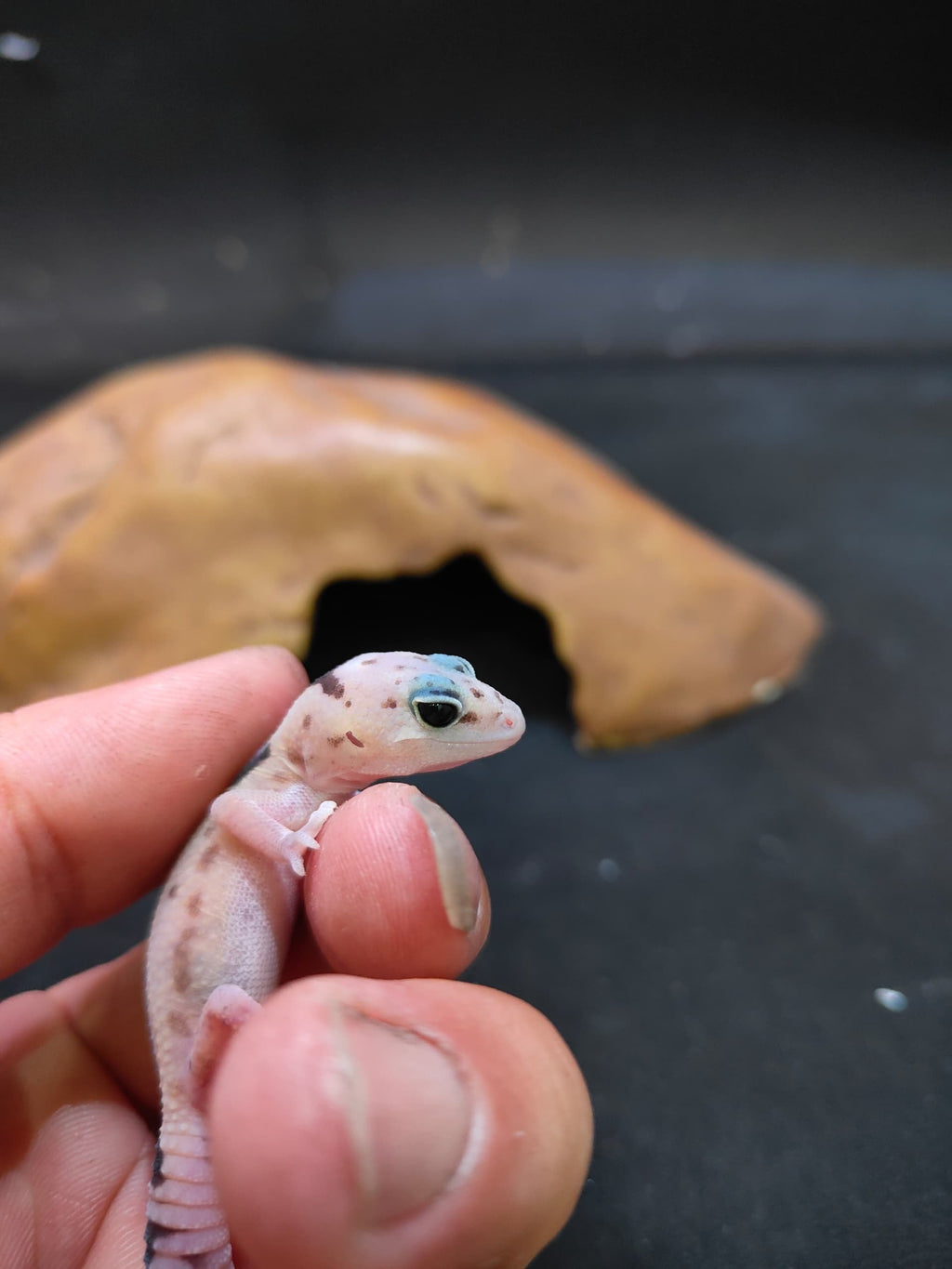 African Fat-Tailed Gecko