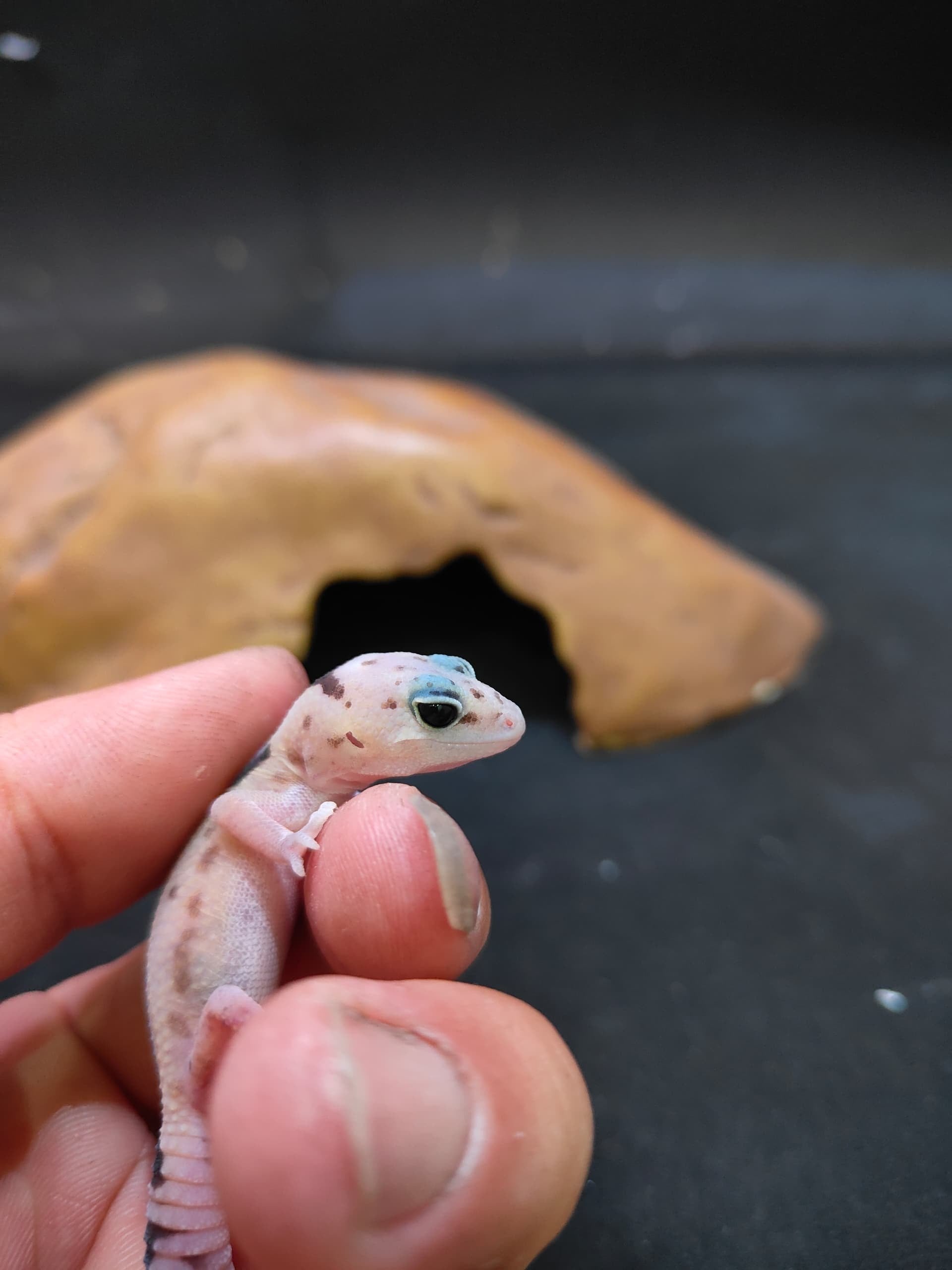 African Fat-Tailed Gecko