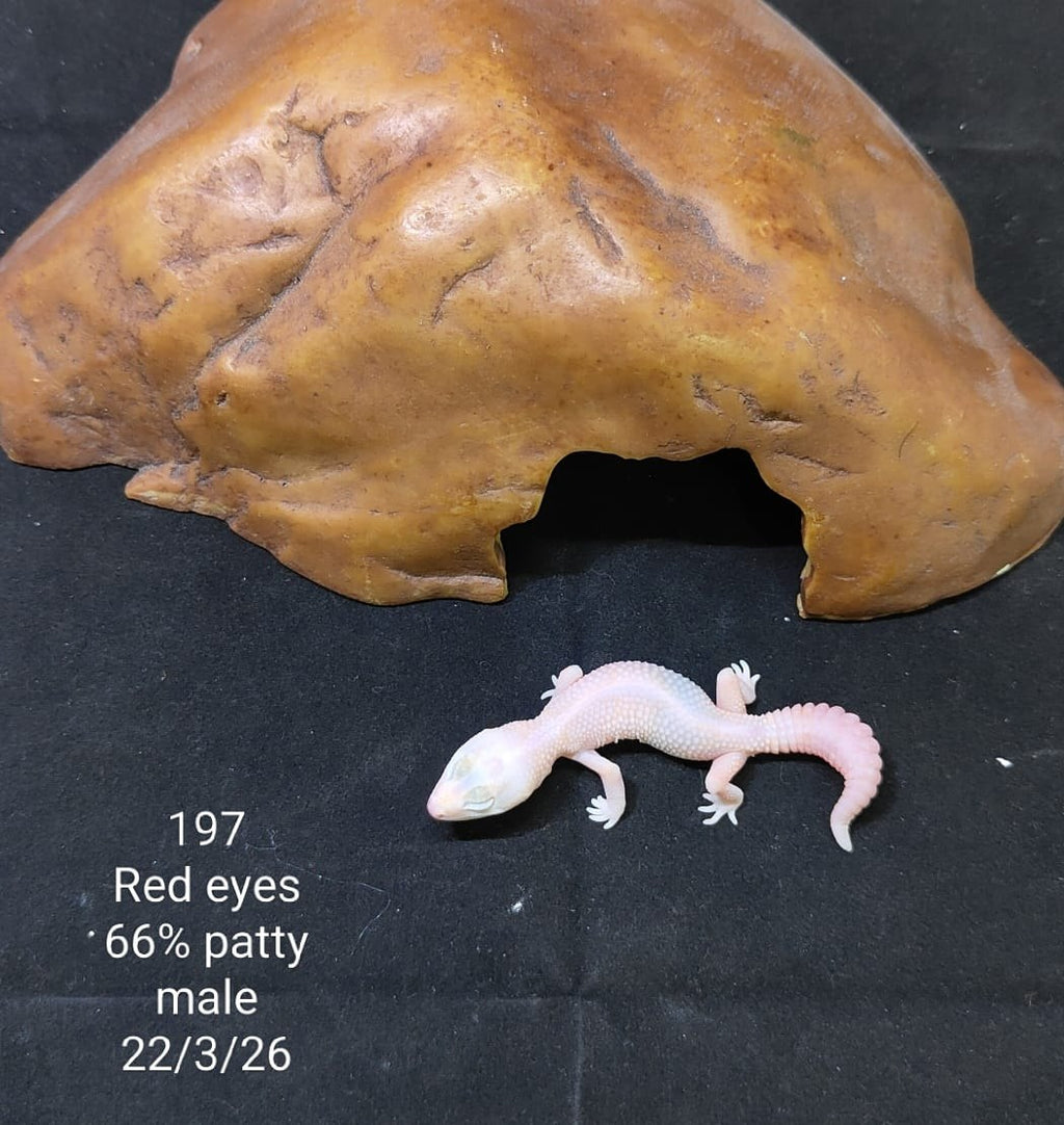 African Fat-Tailed Gecko