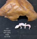 African Fat-Tailed Gecko