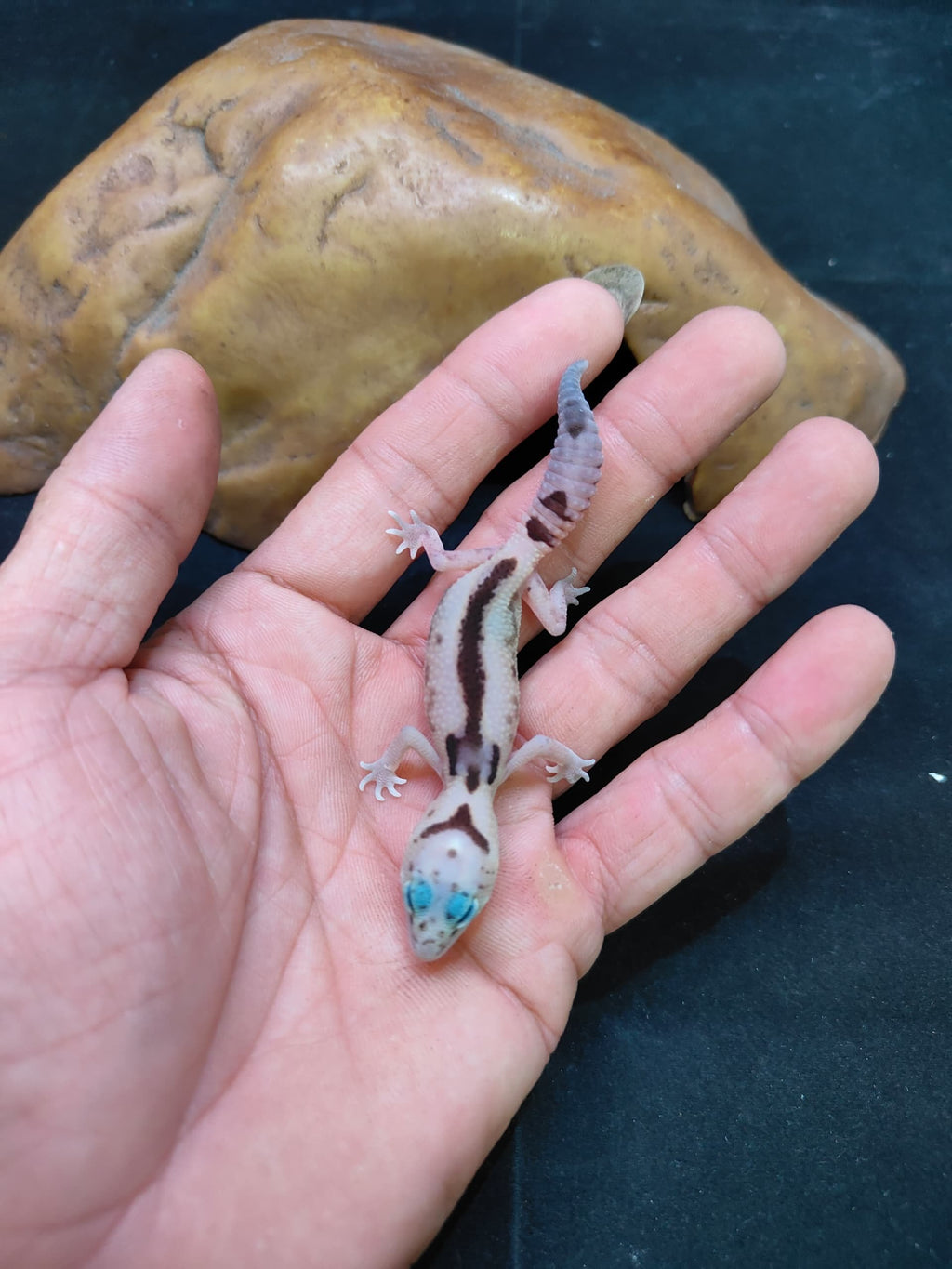 African Fat-Tailed Gecko