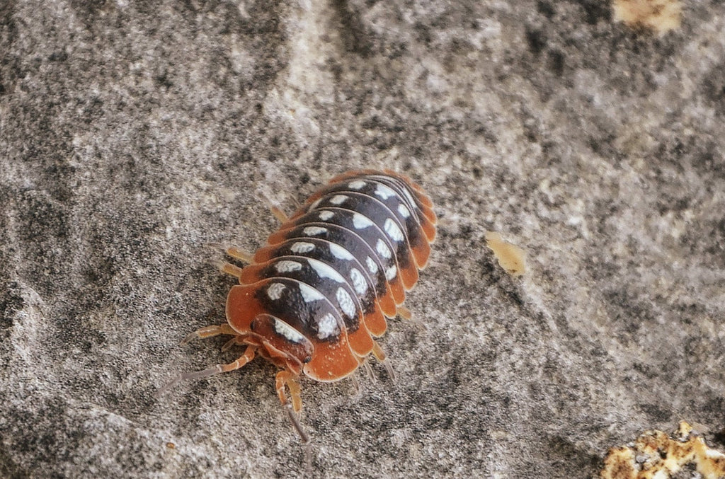 Klugii