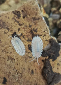 Albino Coros