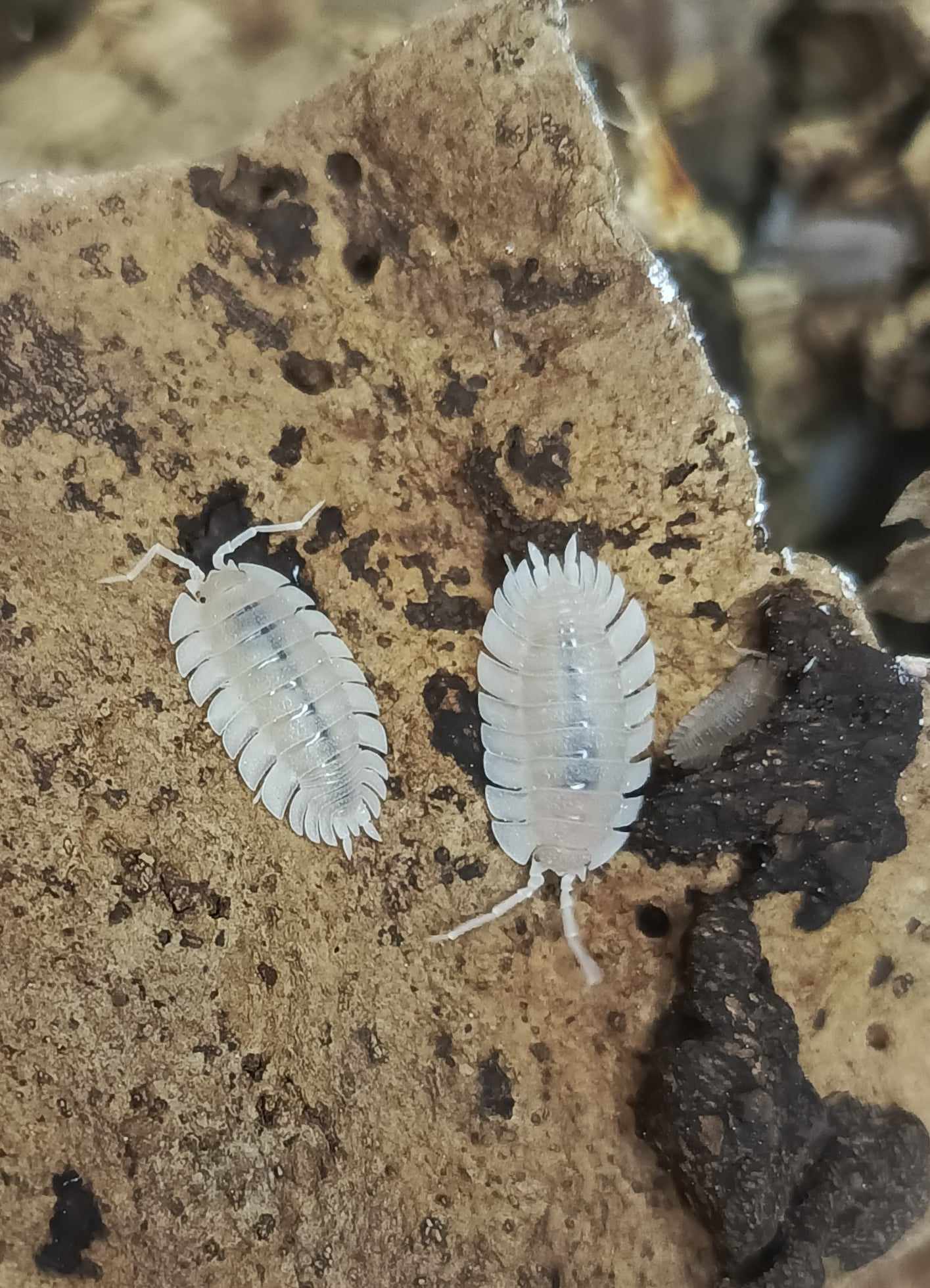 Albino Coros
