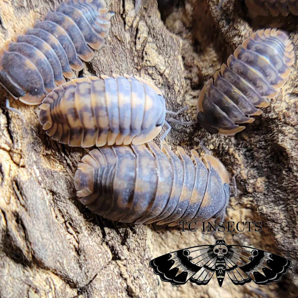 Red Tiger