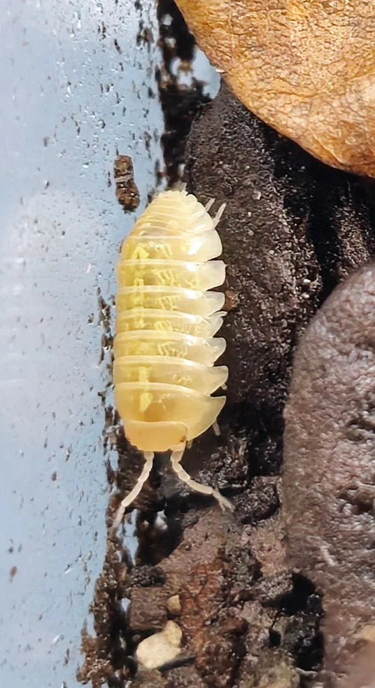 Vulgare T+ Albino