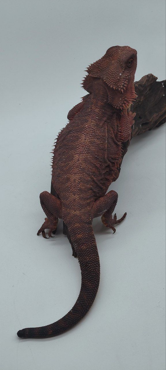 Dark Red Leatherback