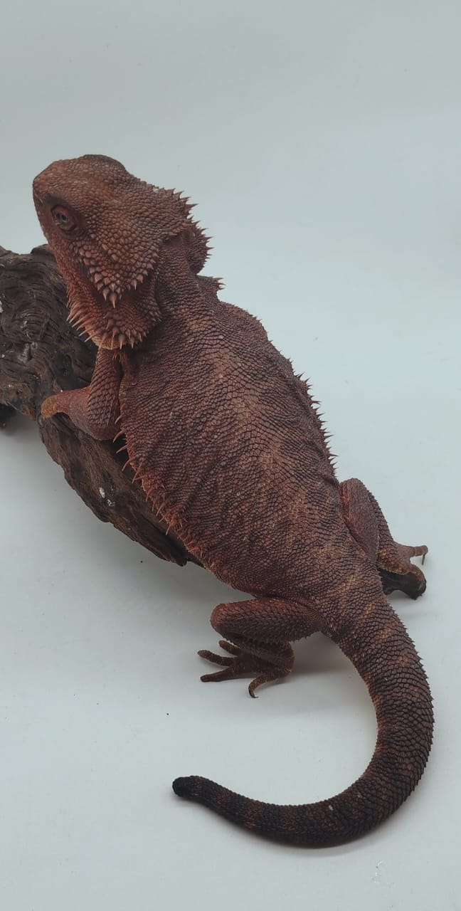Dark Red Leatherback