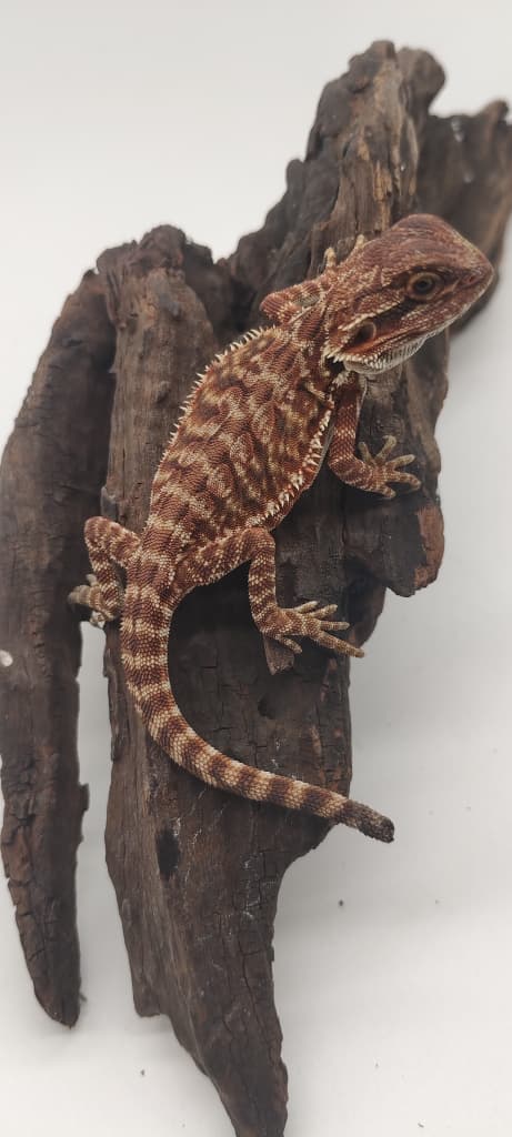 Dark Red Leatherback