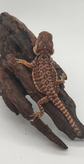 Dark Red Leatherback