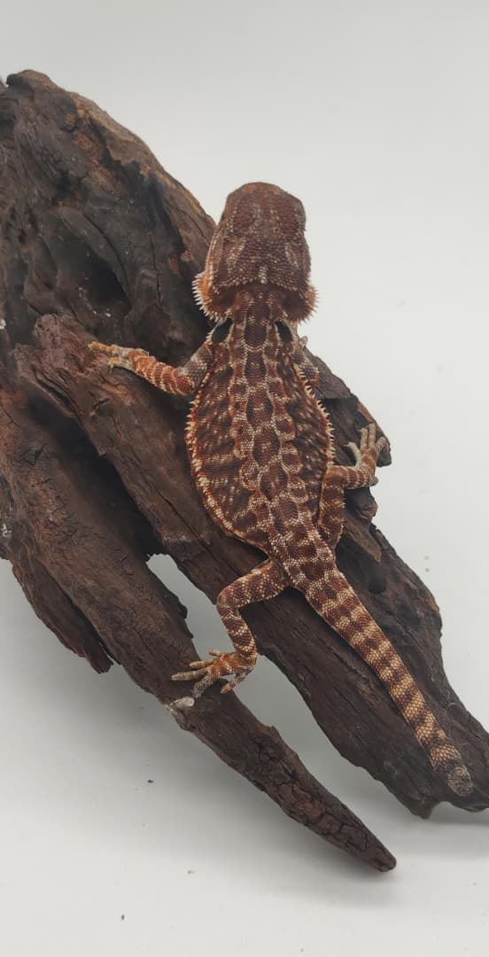 Dark Red Leatherback