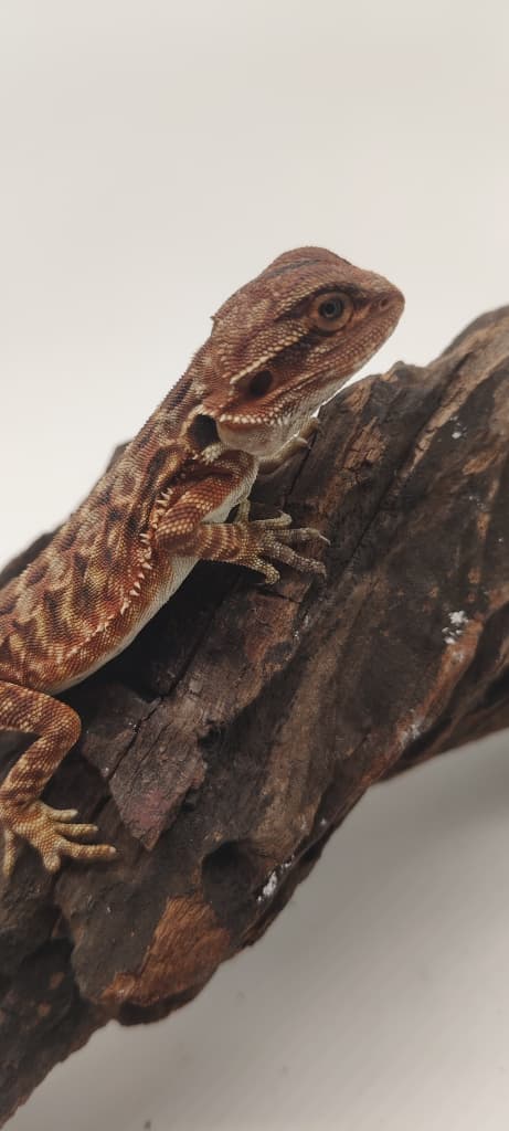 Dark Red Leatherback