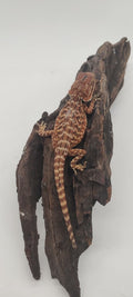 Dark Red Leatherback