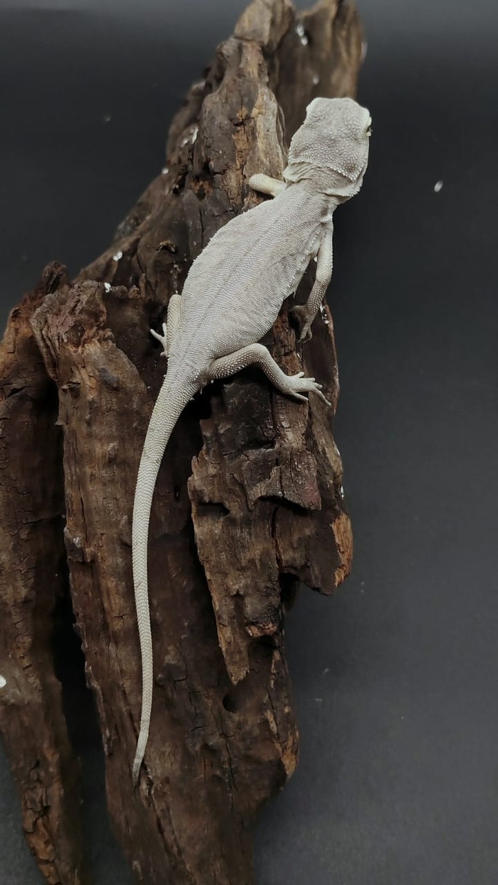 Hypo zero Leatherback