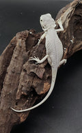 Hypo zero Leatherback