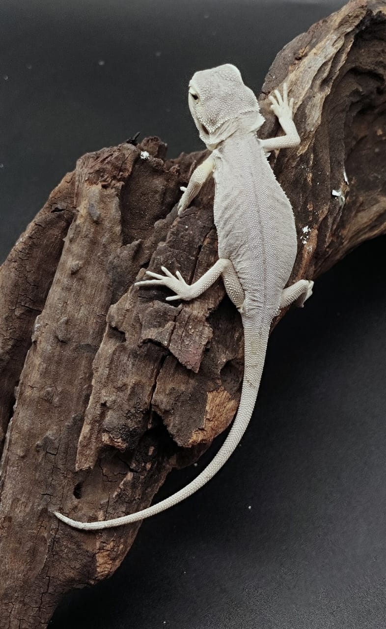 Hypo zero Leatherback