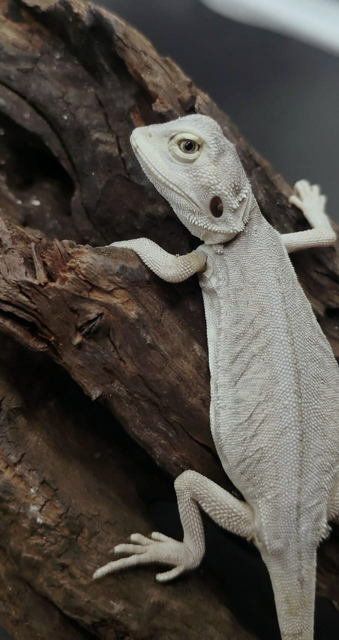 Hypo zero Leatherback