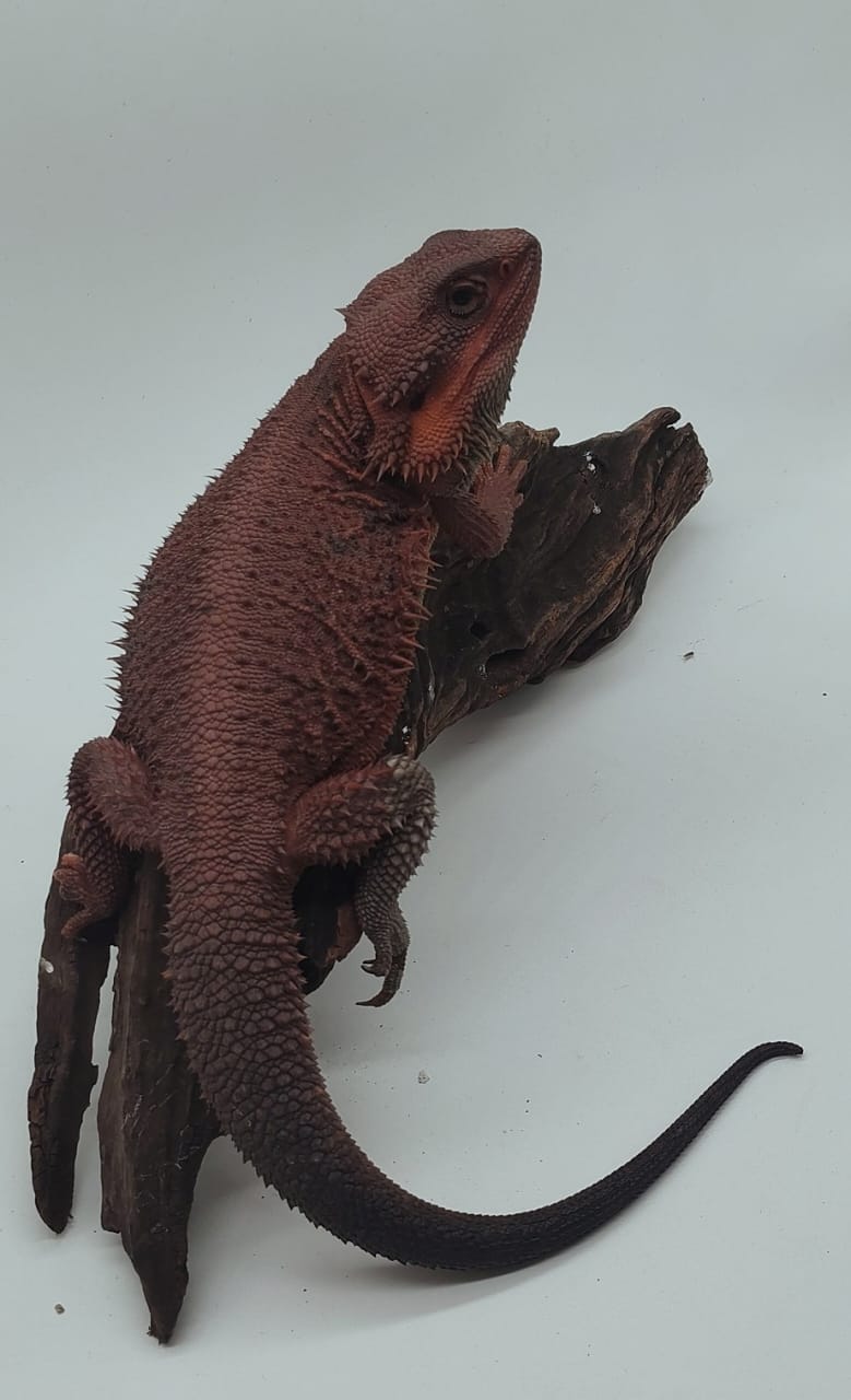 Dark Red Trans