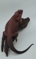 Dark Red Trans