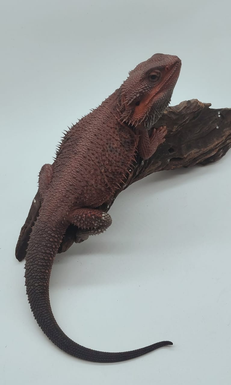 Dark Red Trans