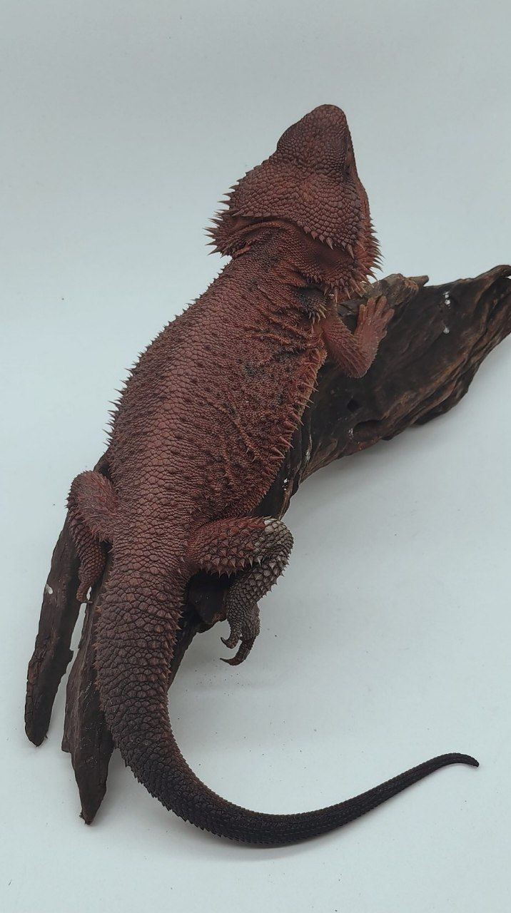 Dark Red Trans