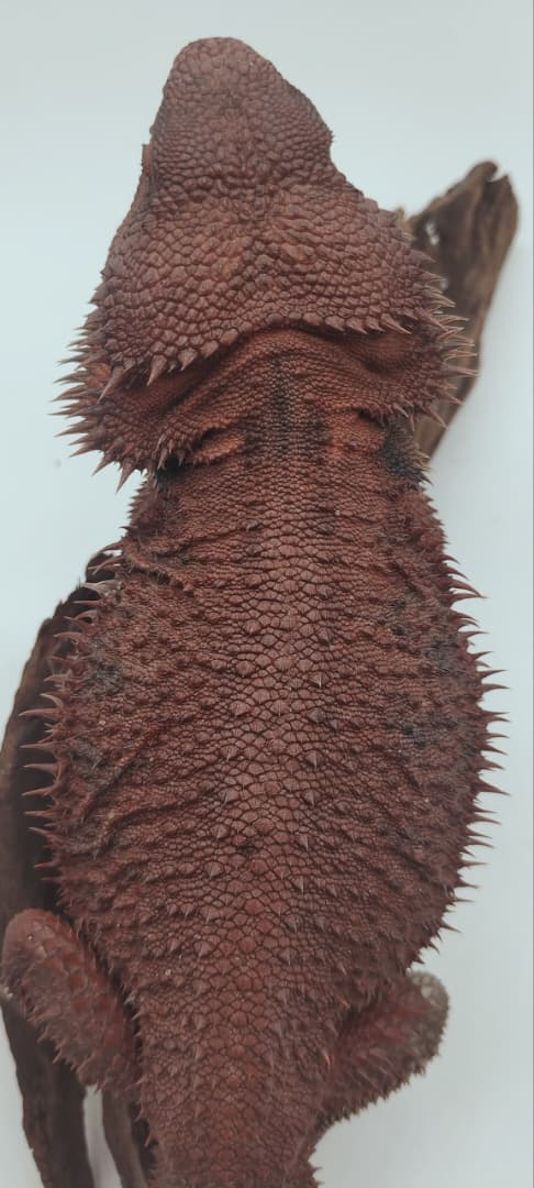Dark Red Trans