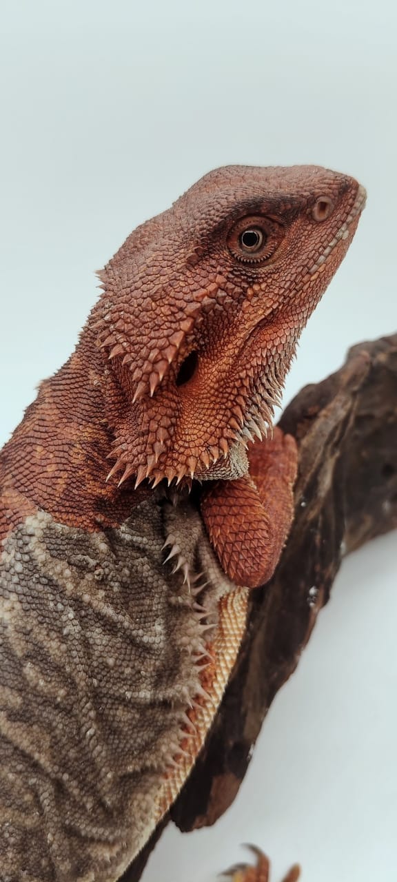 Dark Red Leatherback