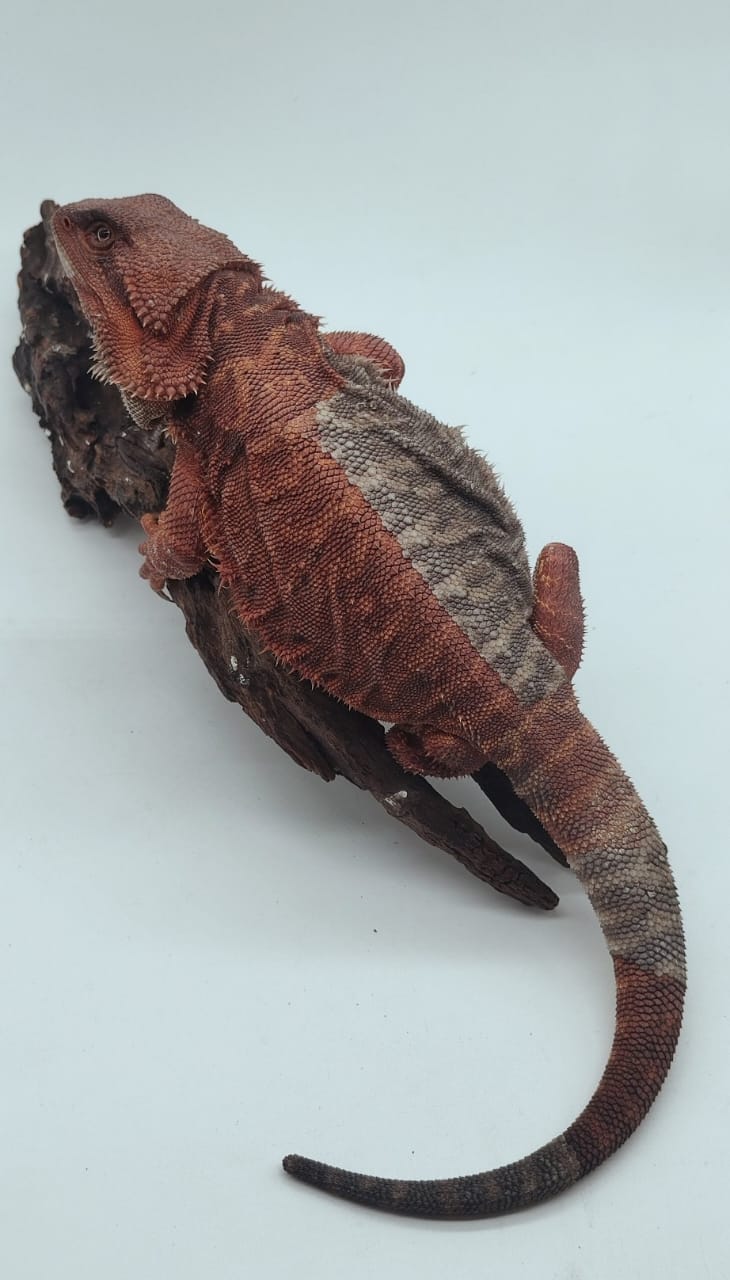 Dark Red Leatherback