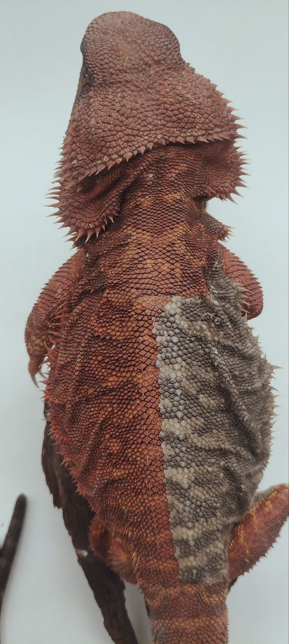 Dark Red Leatherback