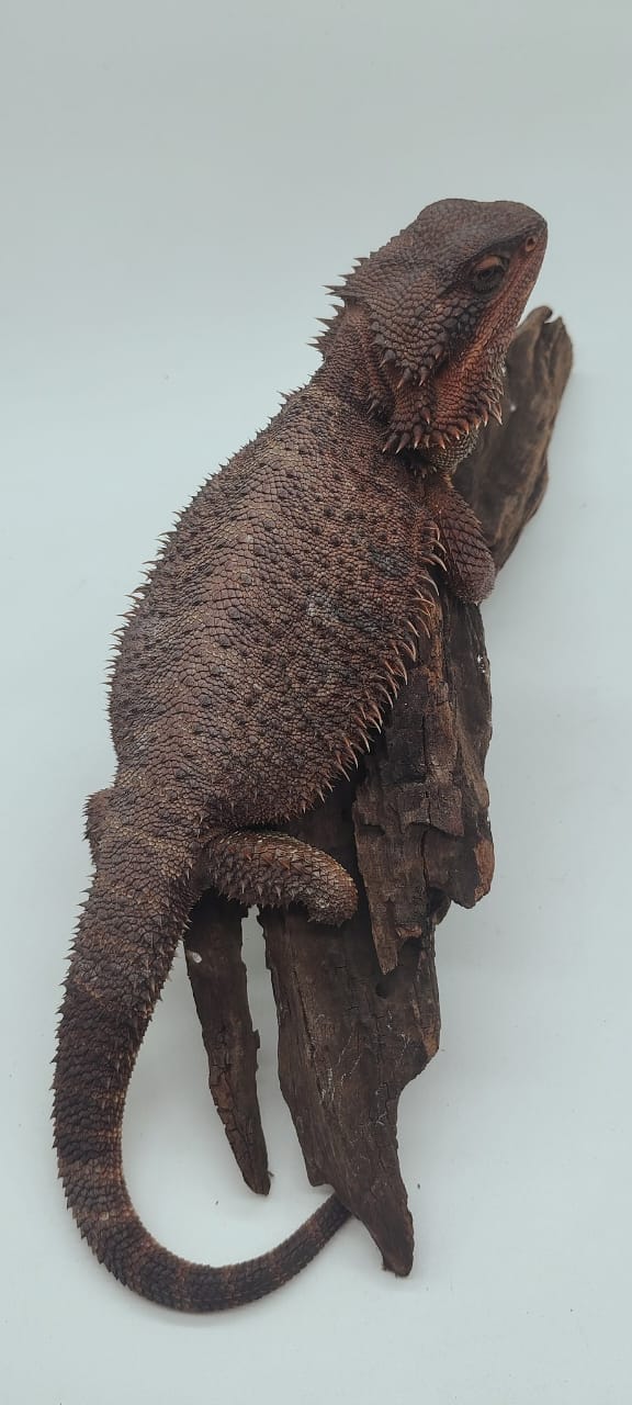 Dark Red het Trans