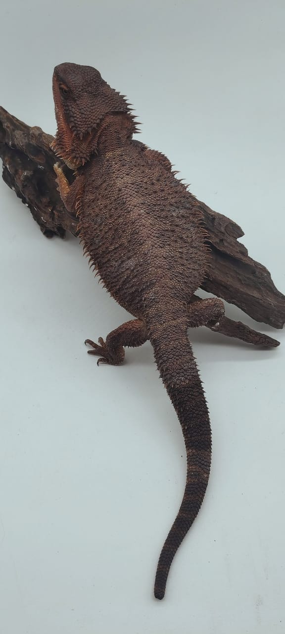 Dark Red het Trans