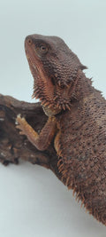 Dark Red het Trans