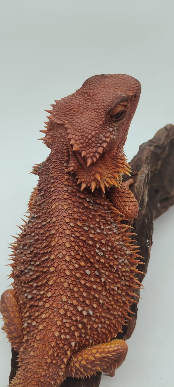 Hypo Dark Red