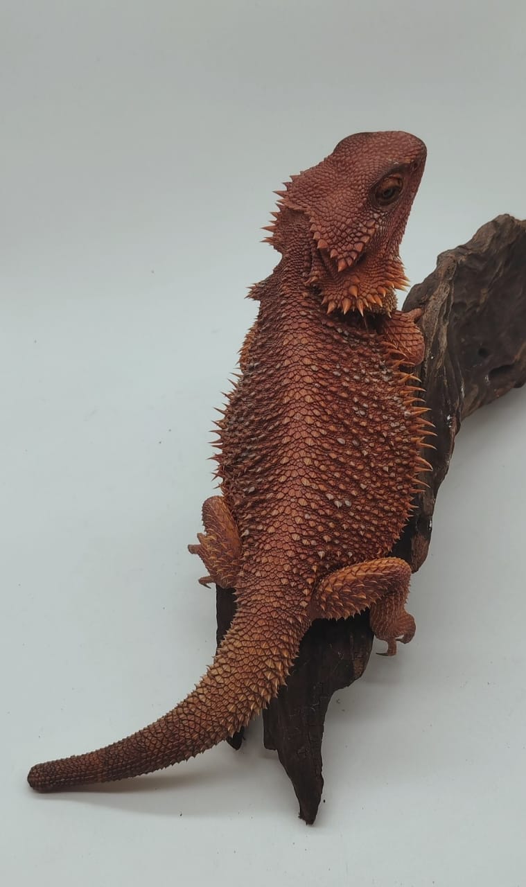 Hypo Dark Red