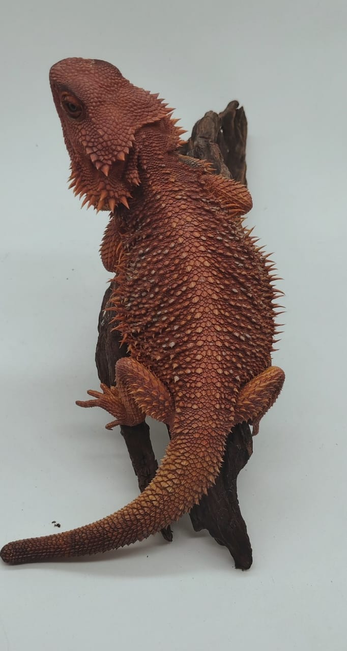 Hypo Dark Red