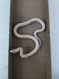 King Snake