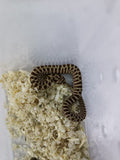 Hognose Snake