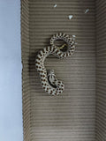 Hognose Snake