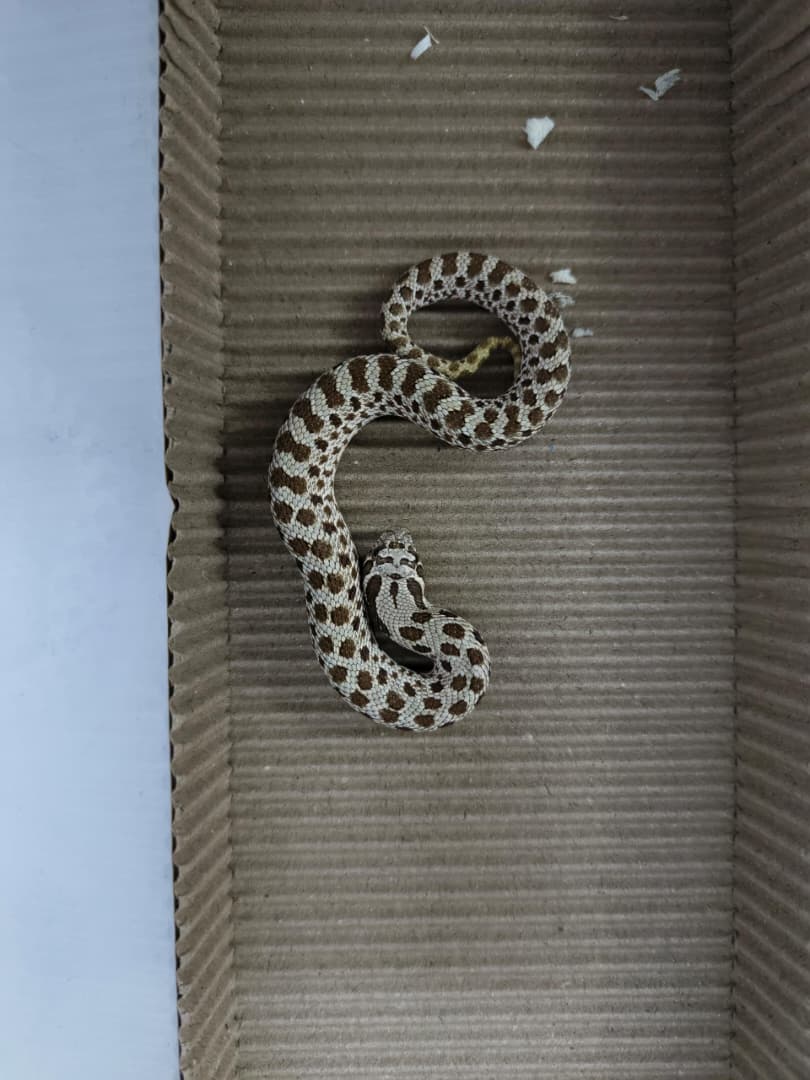 Hognose Snake