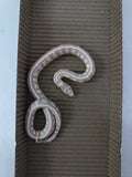 King Snake