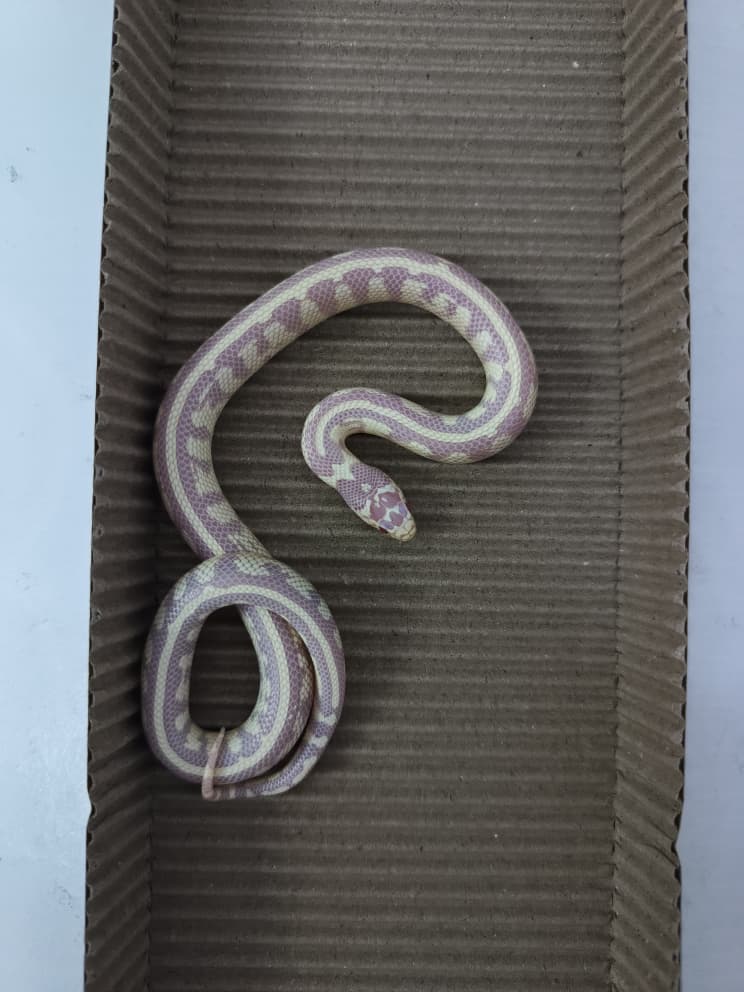 King Snake