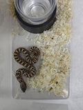 Hognose Snake