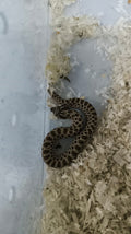 Hognose Snake