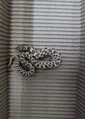 Hognose Snake