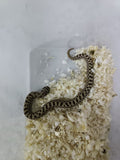 Hognose Snake