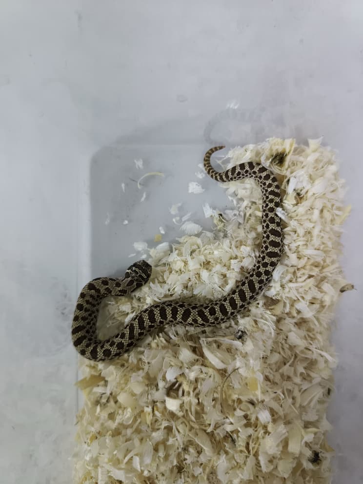 Hognose Snake