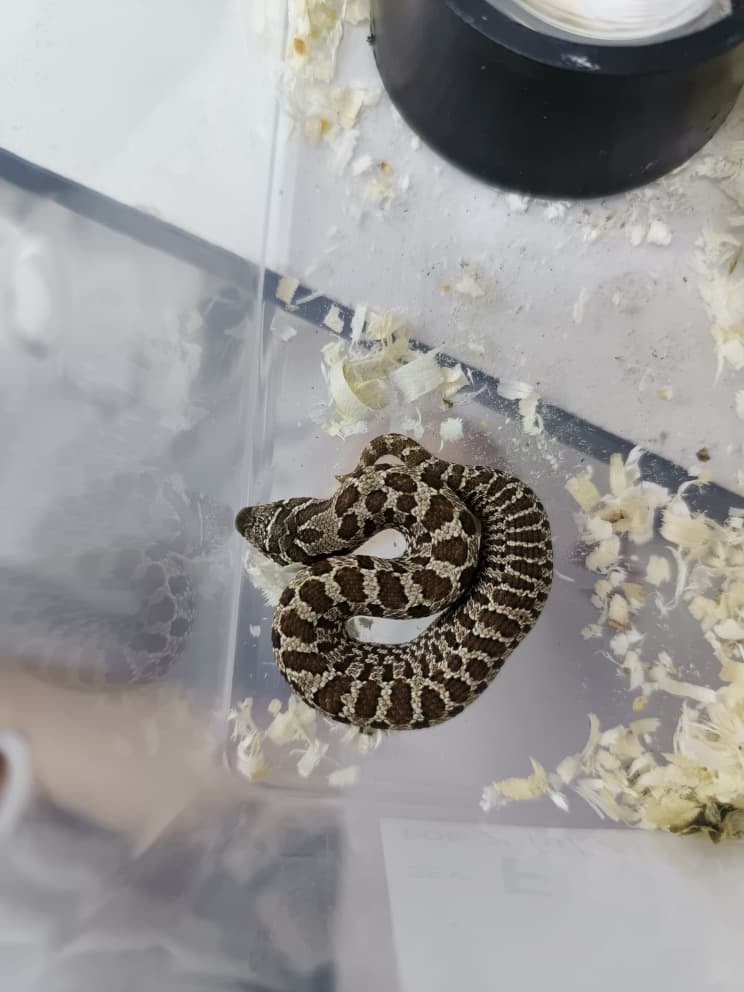 Hognose Snake