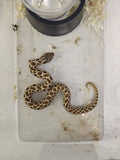 Hognose Snake
