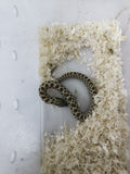 Hognose Snake